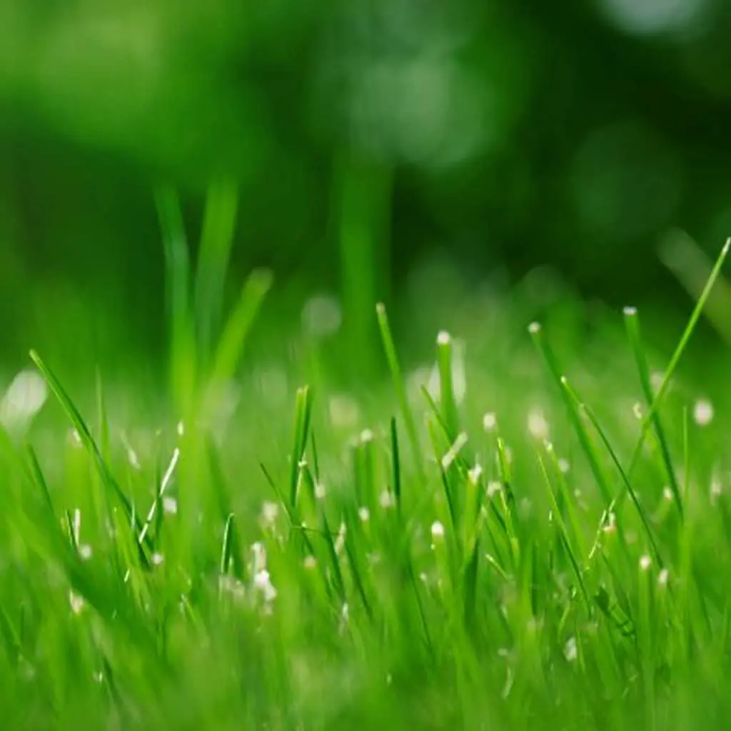 Grass