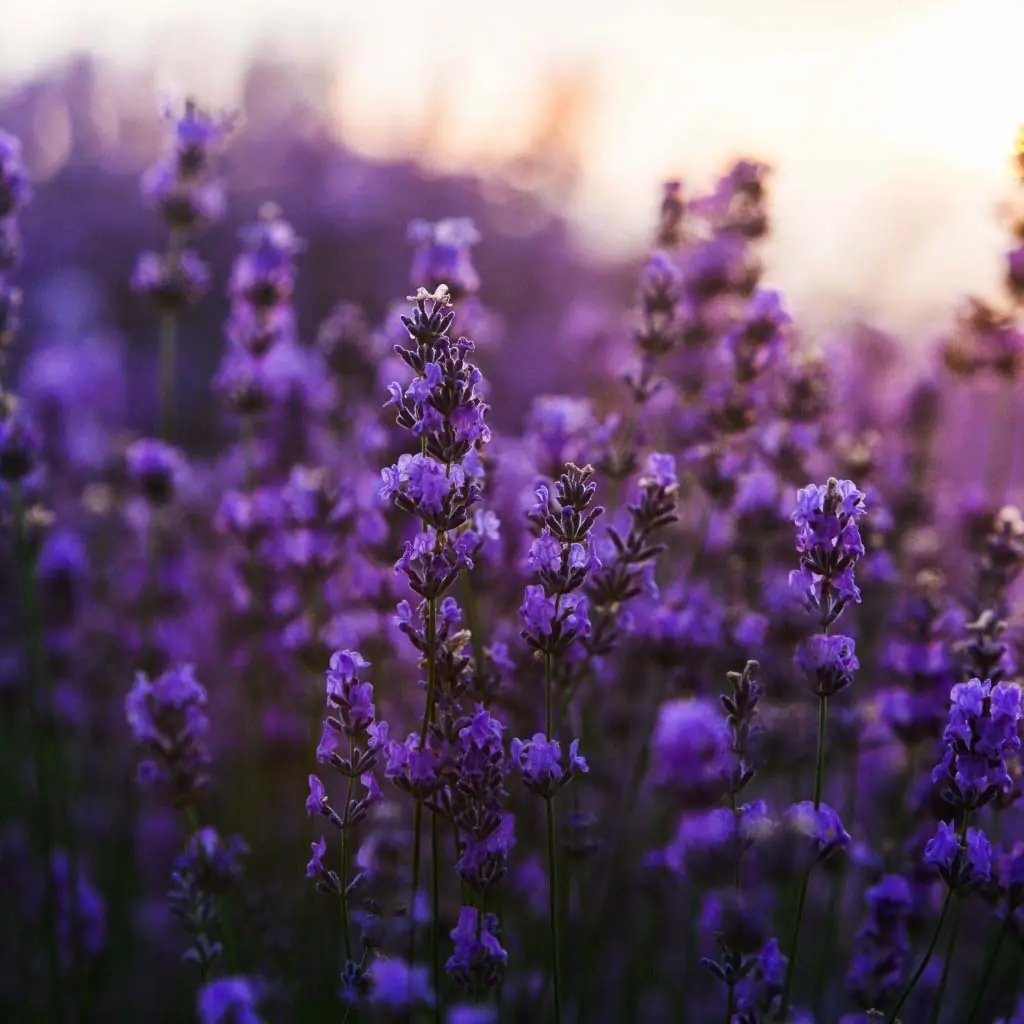 Lavender