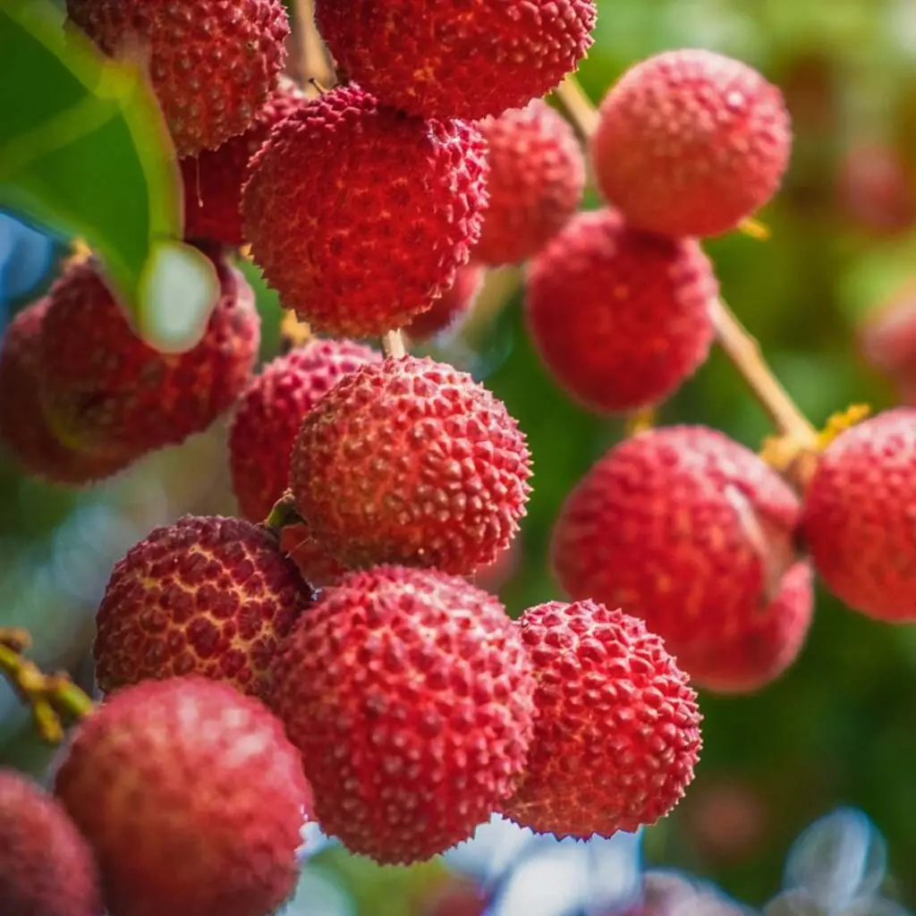 Lychee