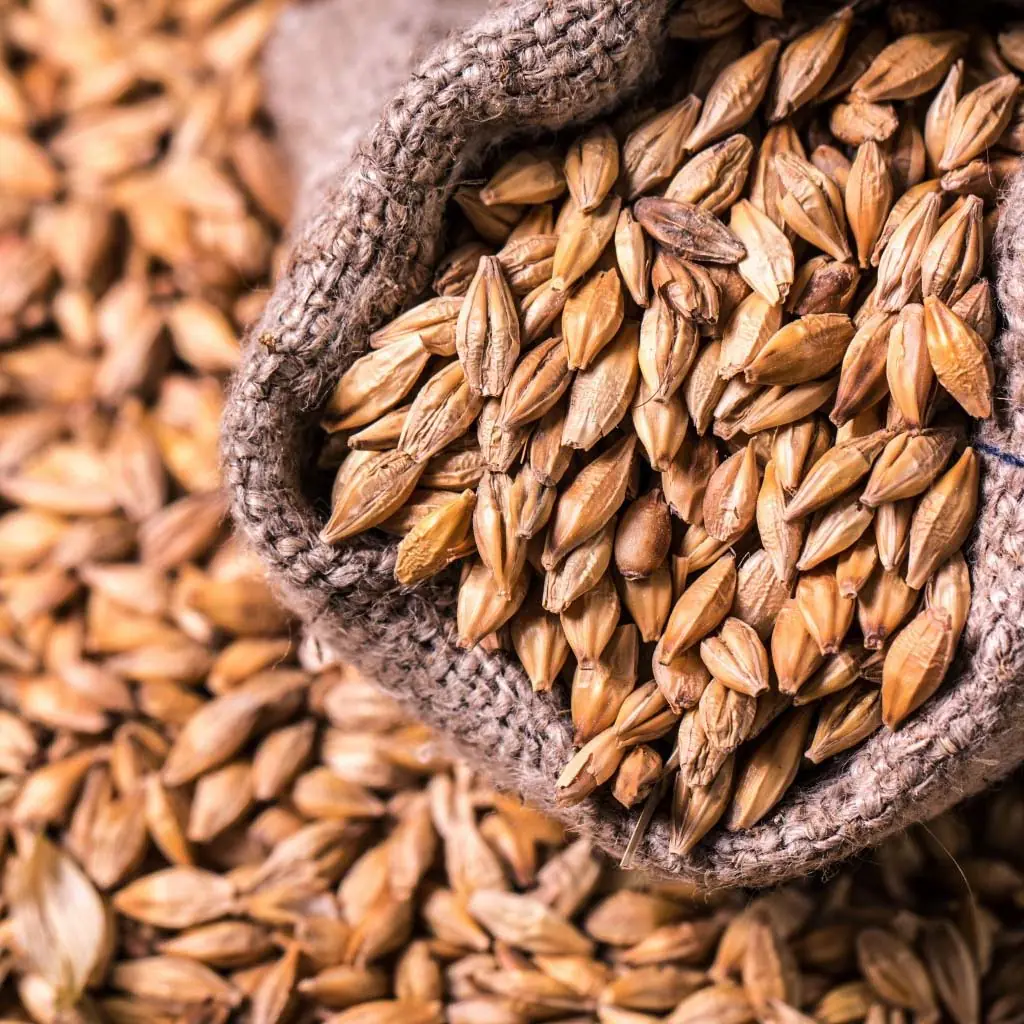 Malt