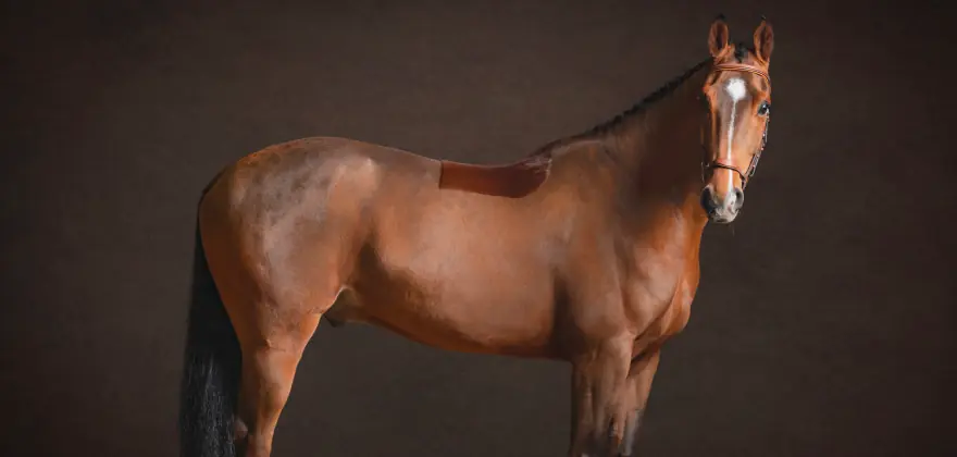 Pino-X: International Showjumping Horse