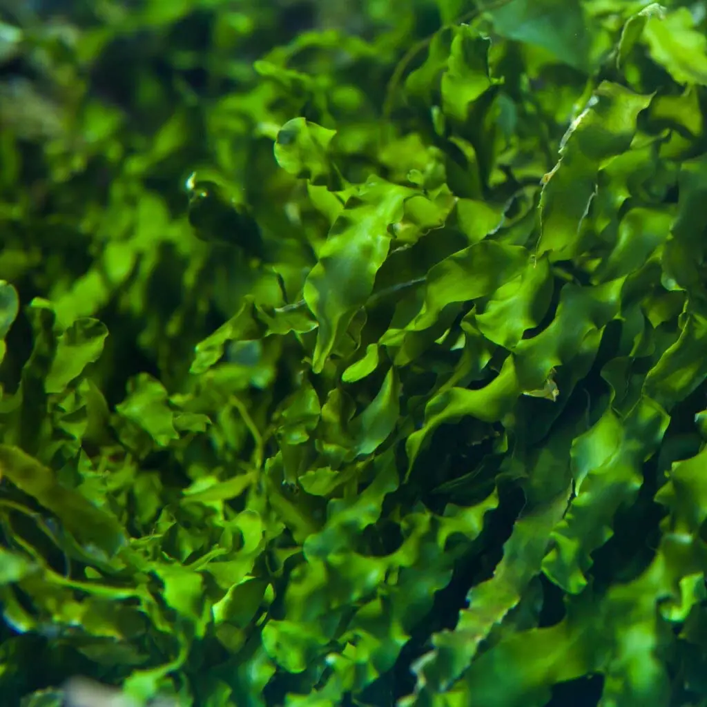 Seaweed