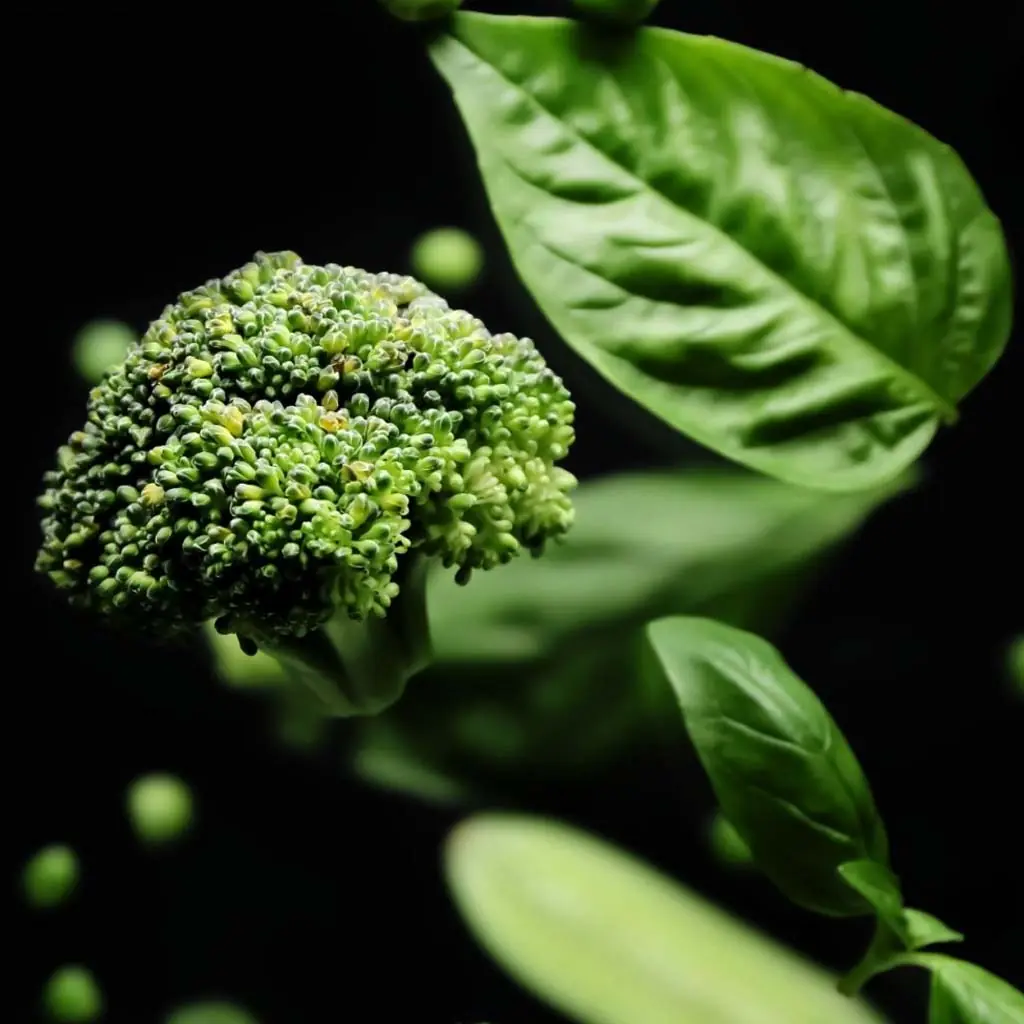 Vegetal